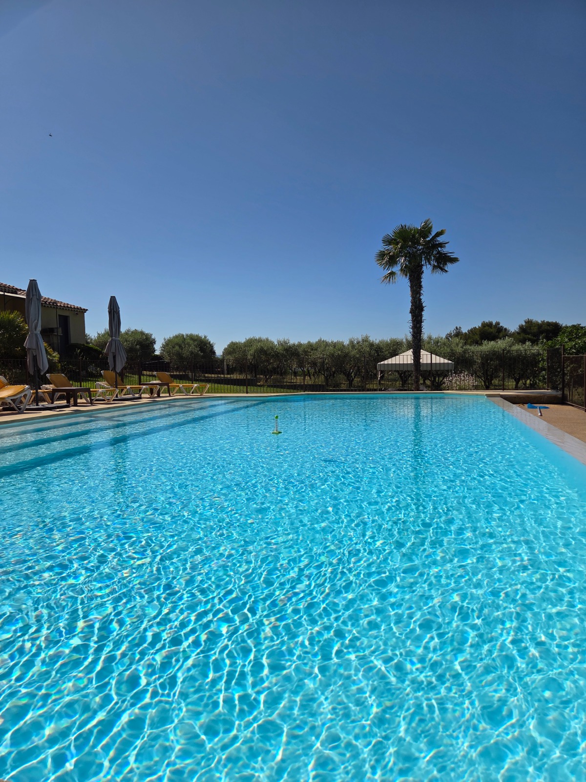 Grande piscine bleue bordée d'oliviers et de palmiers — bien haut de gamme à L'Isle-sur-la-Sorgue